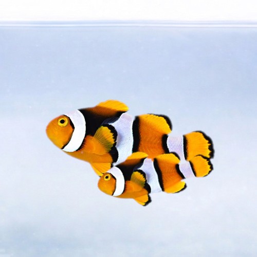 Amphiprion percula (M) - błazenek - PARA