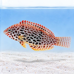 Macropharyngodon meleagris (M/L)