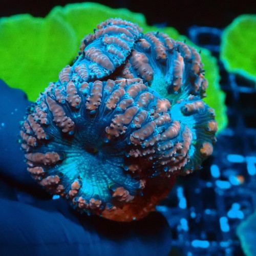 BLASTOMUSSA FRAG [3-4P] #0510032