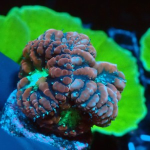 BLASTOMUSSA GREEN CENTER [5-6P] #0510034