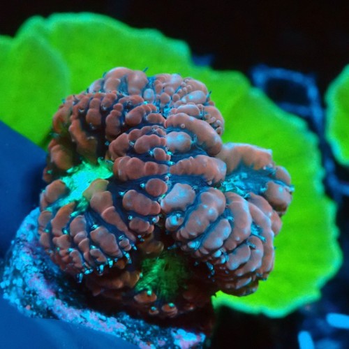 BLASTOMUSSA GREEN CENTER [5-6P] #0510034