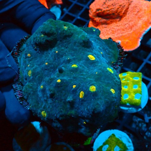ECHINOPHYLLIA CHALICE YELLOW EYE [~10CM] #0510002