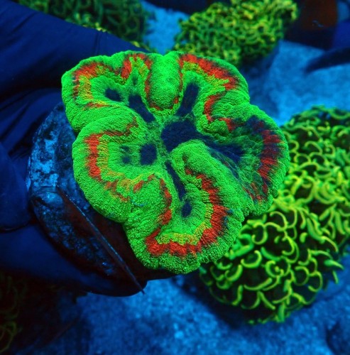 LOBOPHYLLIA MASTERGRADE GREEN #0510020