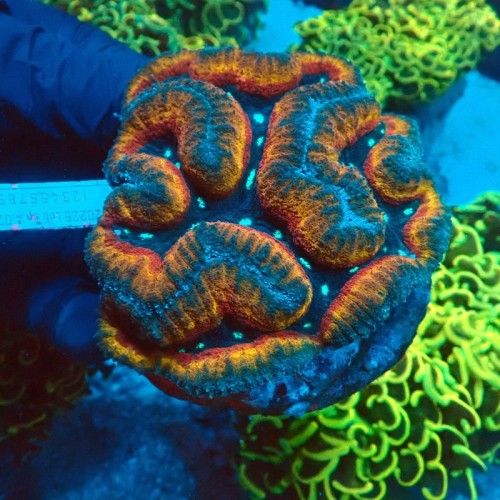 LOBOPHYLLIA RAINBOW ORANGE #0510017