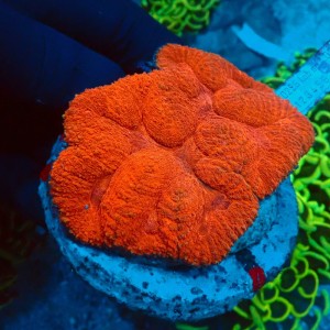 LOBOPHYLLIA RED #0510004