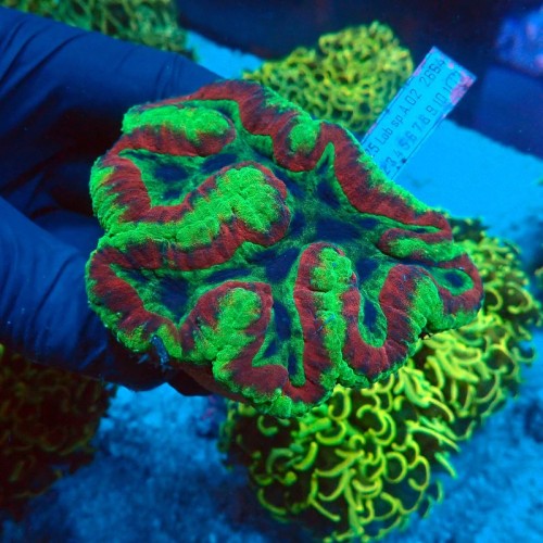 LOBOPHYLLIA RED&GREEN #0510006