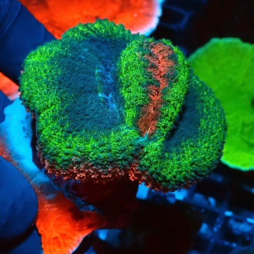 LOBOPHYLLIA TRICOLOR M #0510029