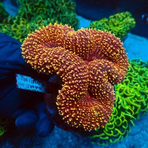 LOBOPHYLLIA ULTRA ORANGE #0510009