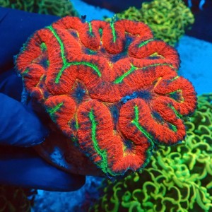 LOBOPHYLLIA ULTRA RED&GREEN #0510013