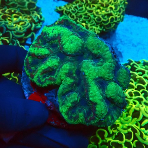 LOBOPYLLIA GREEN BICOLOR #0510003