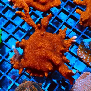 MONTIPORA DIGITATA RED #0510056