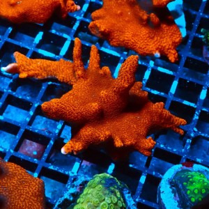 MONTIPORA DIGITATA RED #0510064