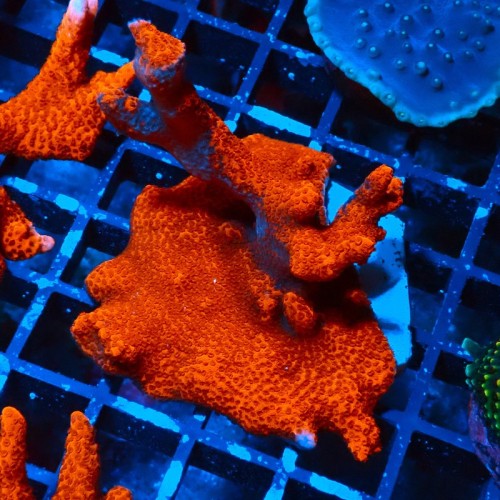 MONTIPORA DIGITATA RED #0510066