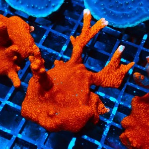 MONTIPORA DIGITATA RED #0510068