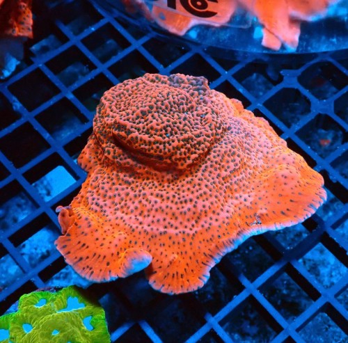 MONTIPORA TROPIC THUNDER [~6CM] #0510014