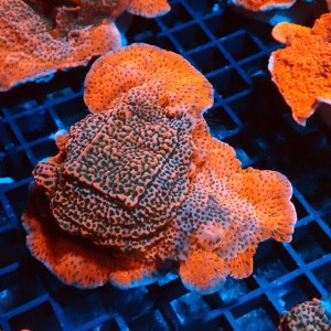 MONTIPORA TROPIC THUNDER [~8CM] #0510007