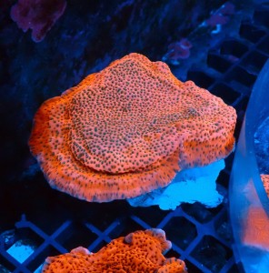 MONTIPORA TROPIC THUNDER [~8CM] #0510012