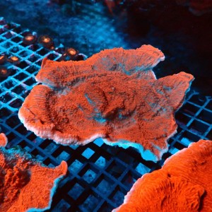 MOTNIPORA RED XL [TALERZOWA] [~13CM] #0510088