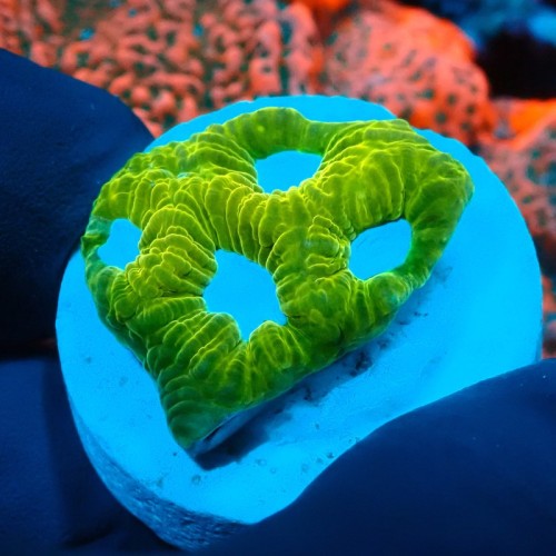 PLATYGYRA ULTRA LEMON FRAG #0510018