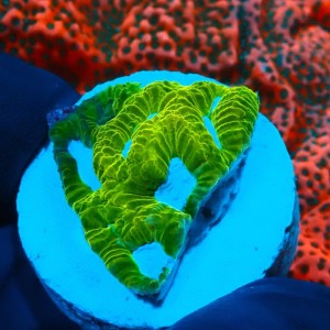 PLATYGYRA ULTRA LEMON FRAG #0510019