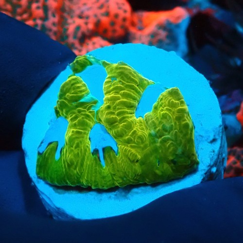 PLATYGYRA ULTRA LEMON FRAG #0510021