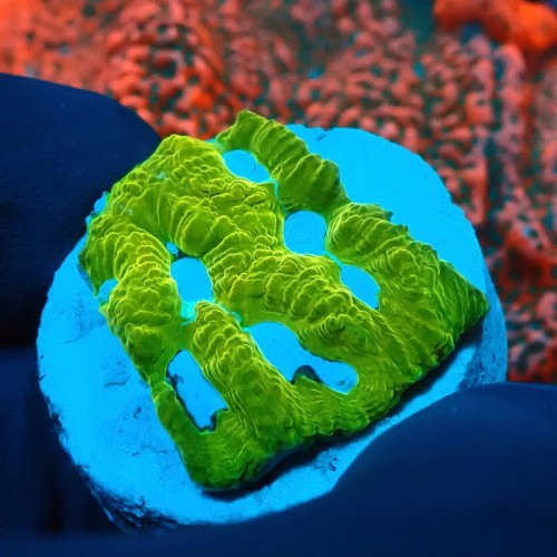 PLATYGYRA ULTRA LEMON FRAG #0510024