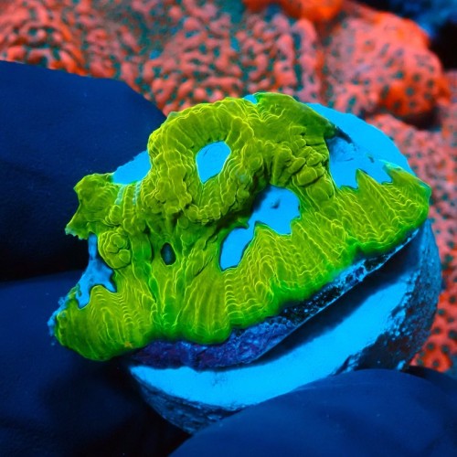 PLATYGYRA ULTRA LEMON FRAG #0510025