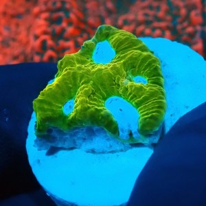 PLATYGYRA ULTRA LEMON FRAG #0510027