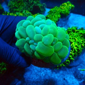 PLEROGYRA GREEN #0510028