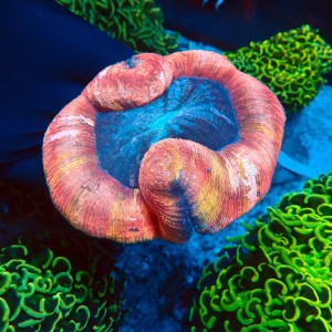 TRACHYPHYLLIA RAINBOW RED #0510001