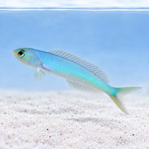 Hoplolatilus chlupatyi