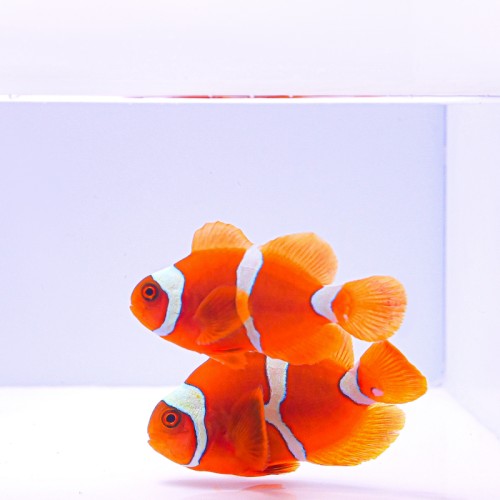 Premnas biaculeatus (L)