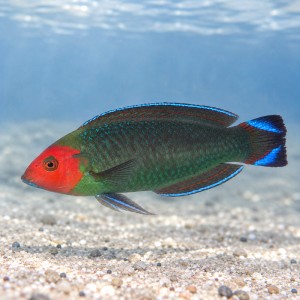 Halichoeres rubricephalus