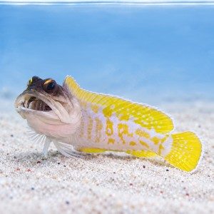 Opistognathus randalli