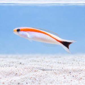 Hoplolatilus marcosi (S/M)
