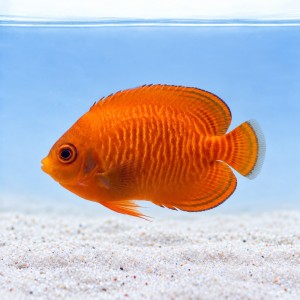 Centropyge aurantia (M)