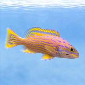 Cephalopholis Polleni