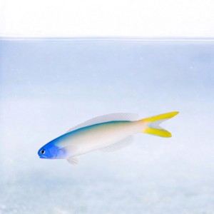 Hoplolatilus starcki
