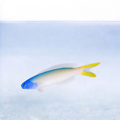 Hoplolatilus starcki