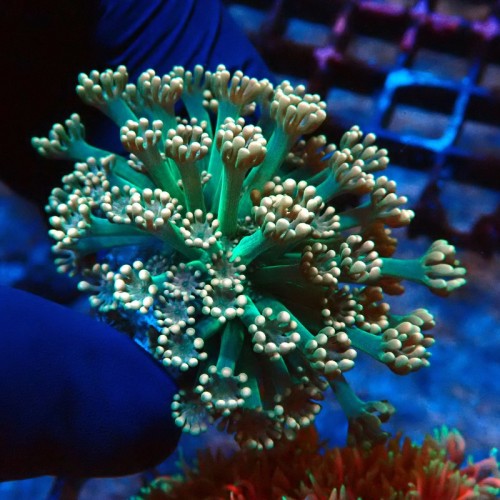 ALVEOPORA BICOLOR GREEN #2110020