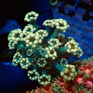 ALVEOPORA BICOLOR GREEN #2110021