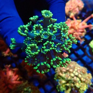 ALVEOPORA FLUO GREEN #2110023