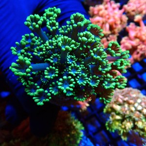 ALVEOPORA FLUO GREEN #2110024