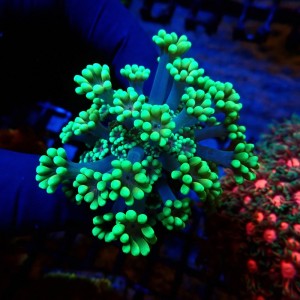 ALVEOPORA FLUO GREEN #2110026