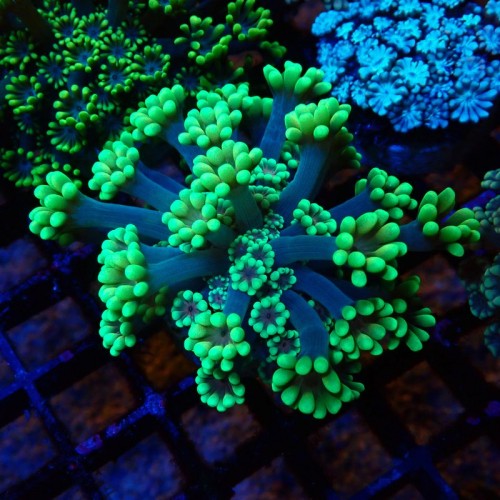 ALVEOPORA FLUO GREEN #2110027