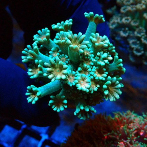 ALVEOPORA GREEN & ORANGE #2110017