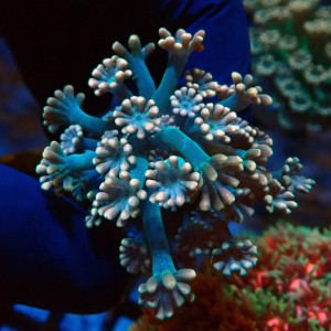 ALVEOPORA PINK #2110016