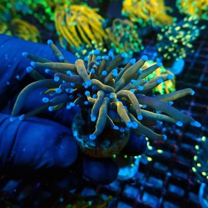 EUPHYLLIA GLABRESCENS GOLDEN TORCH GRADE B [1P] #2110059