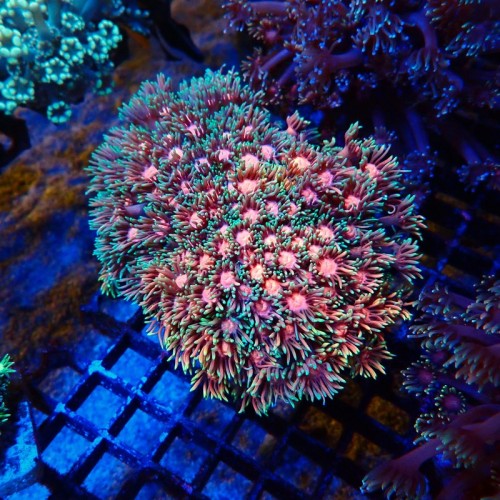 GONIOPORA PINK CENTER [M/L] #2110037