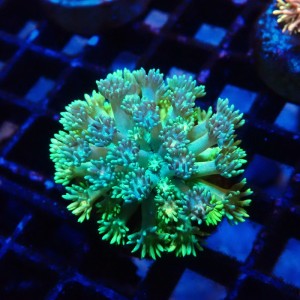 GONIOPORA RAINBOW GREEN & BLUE #2110038